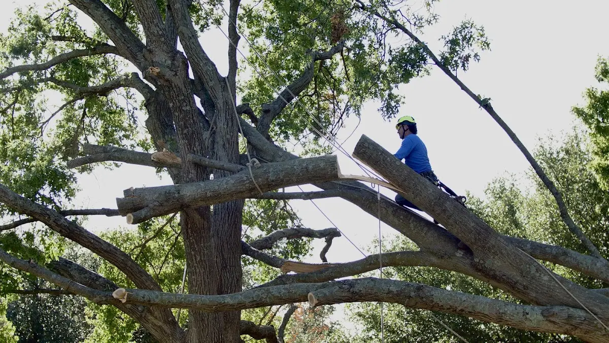 Professional Crown Thinning performed by certified arborists in Murphy