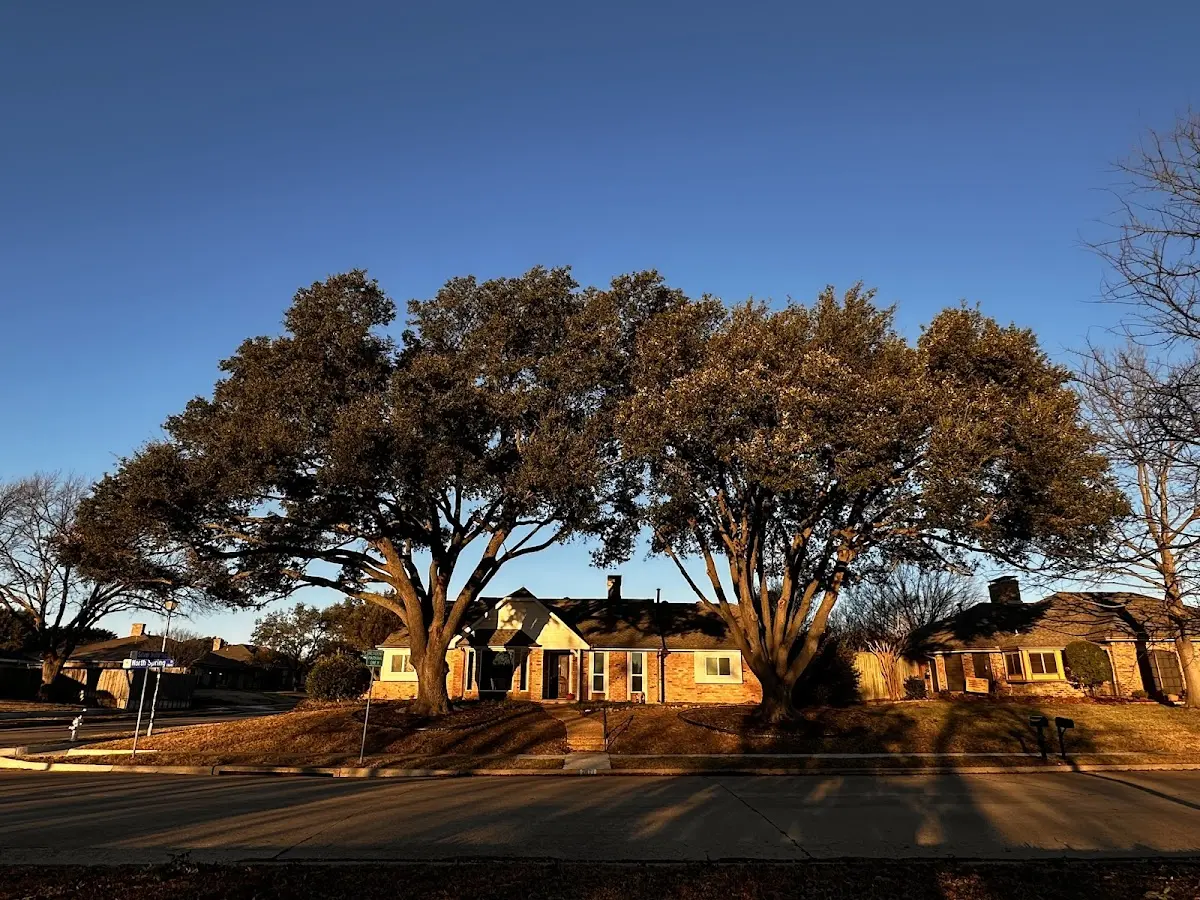 Established residential canopy tree shading a home in Murphy